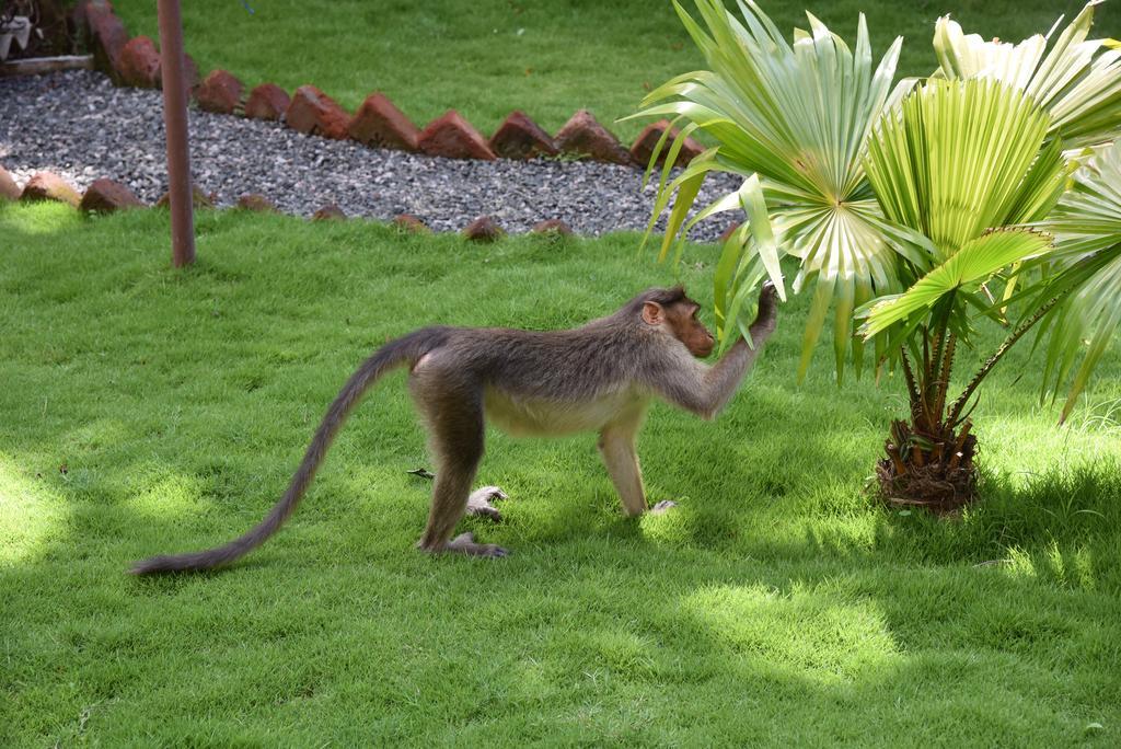 Green View Thekkady Esterno foto